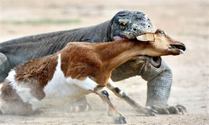 These 9 Adorable Animals Should Actually Terrify You